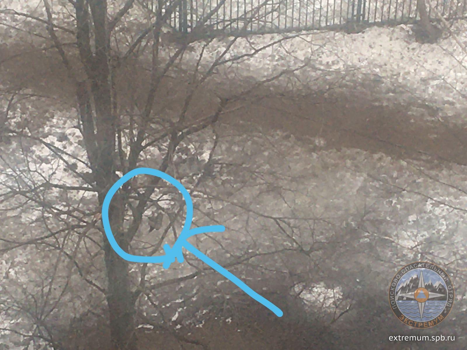 голубь на Тельмана.jpg