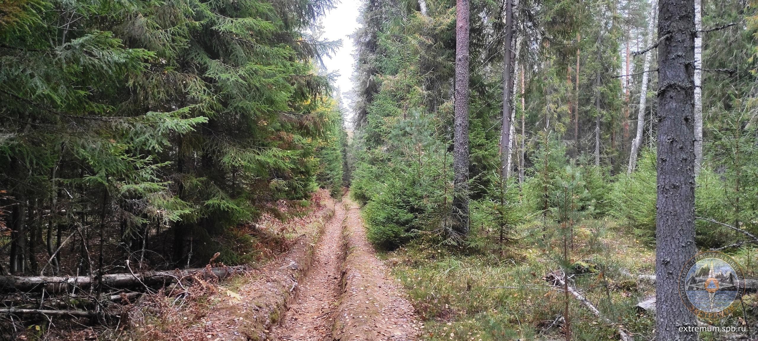 Лесное.jpg
