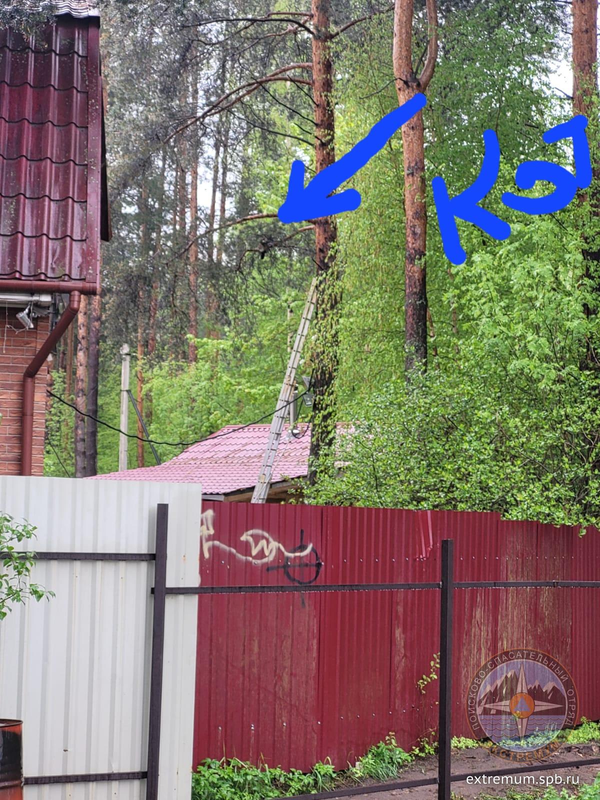 Всеволосжк сосна.jpg