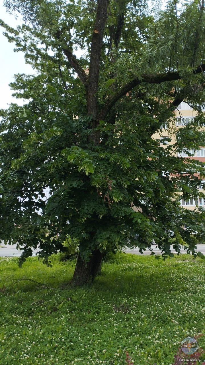ник2.jpg