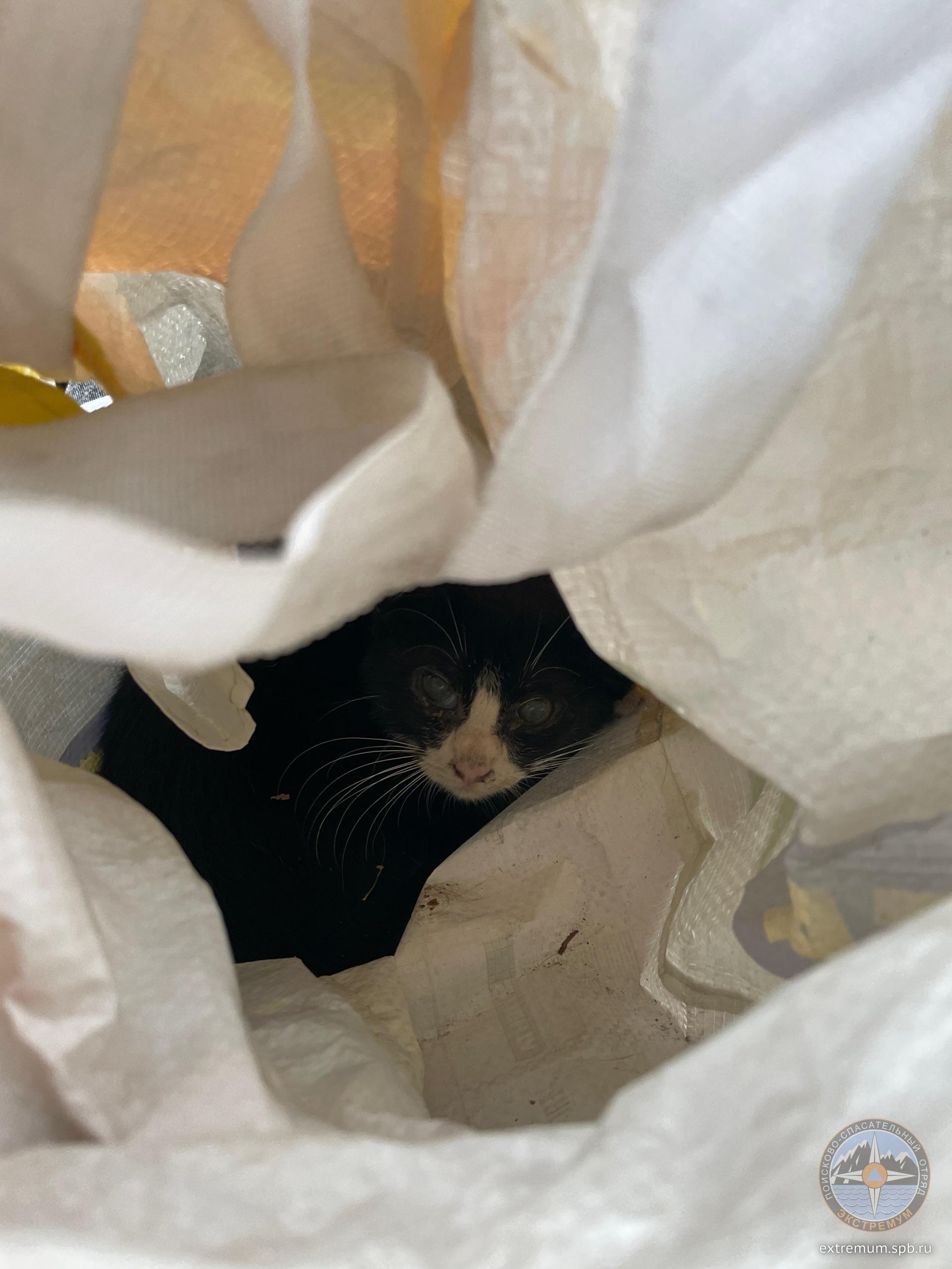котя.jpg