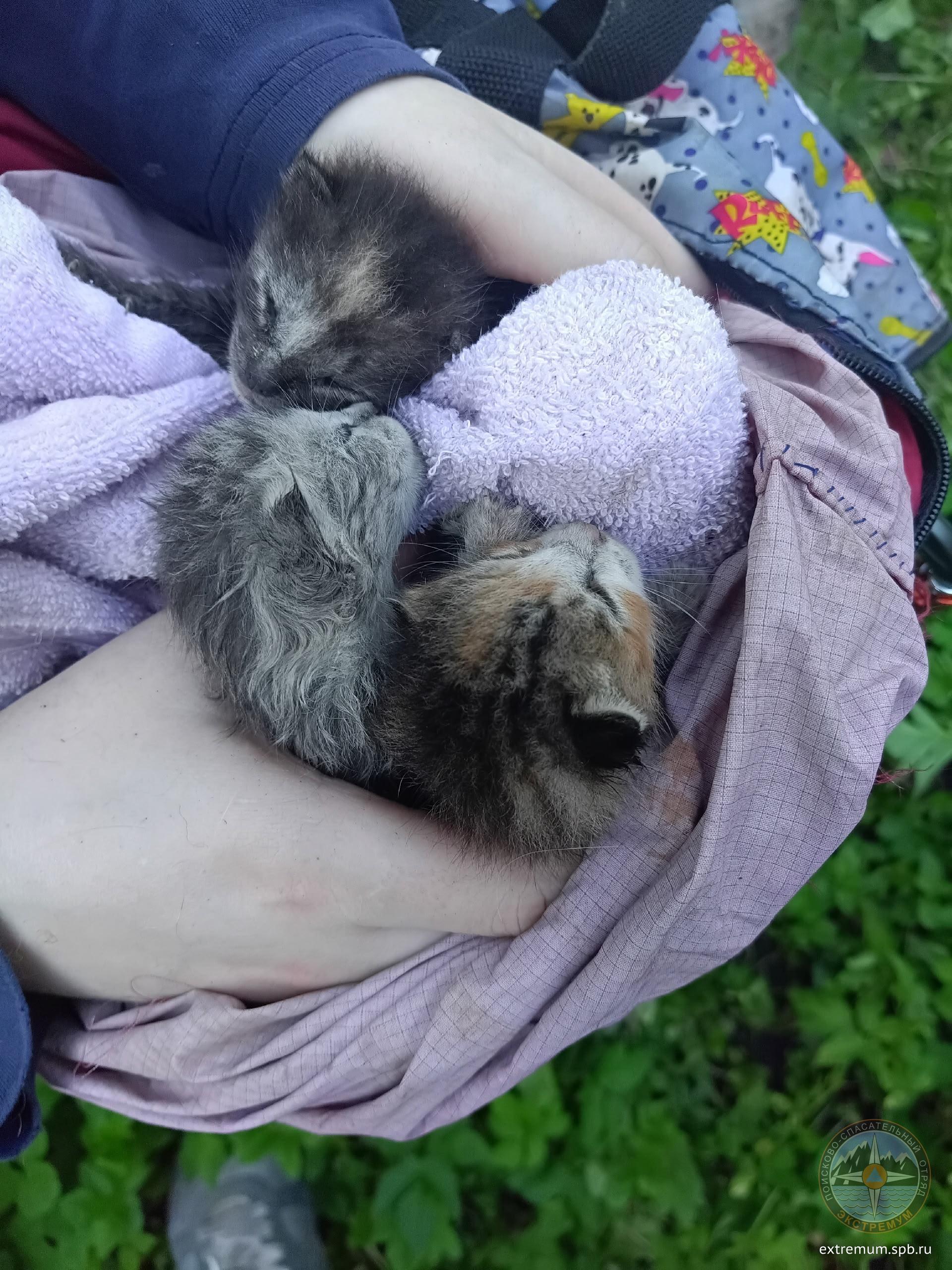 коти.jpg