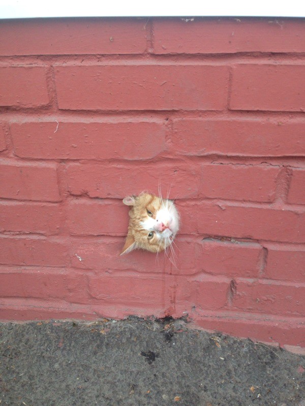 кот на тамбасова2.jpg