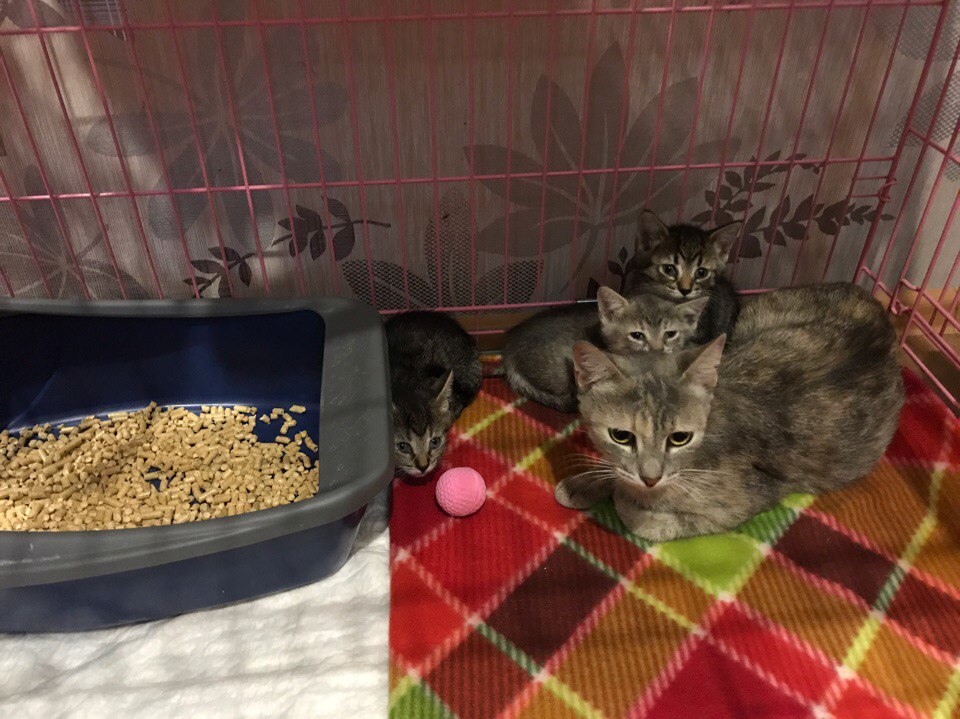 Анечка с дочками 3.jpg