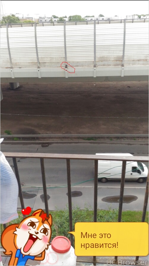 кот на КАД.jpg