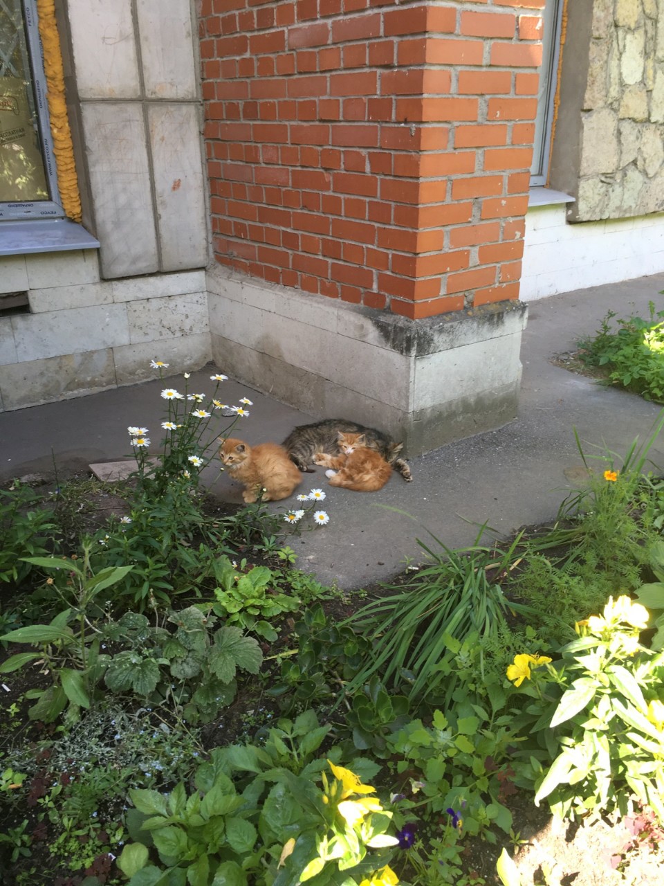 кот Сестрорецк3.jpg