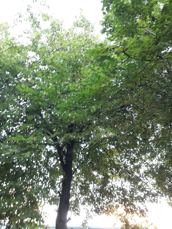 кот на дереве писк2.jpg