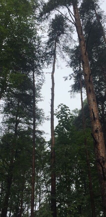 кот Всеволожск.jpg