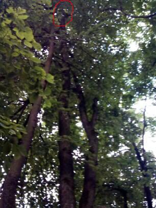 кот мужества.jpg