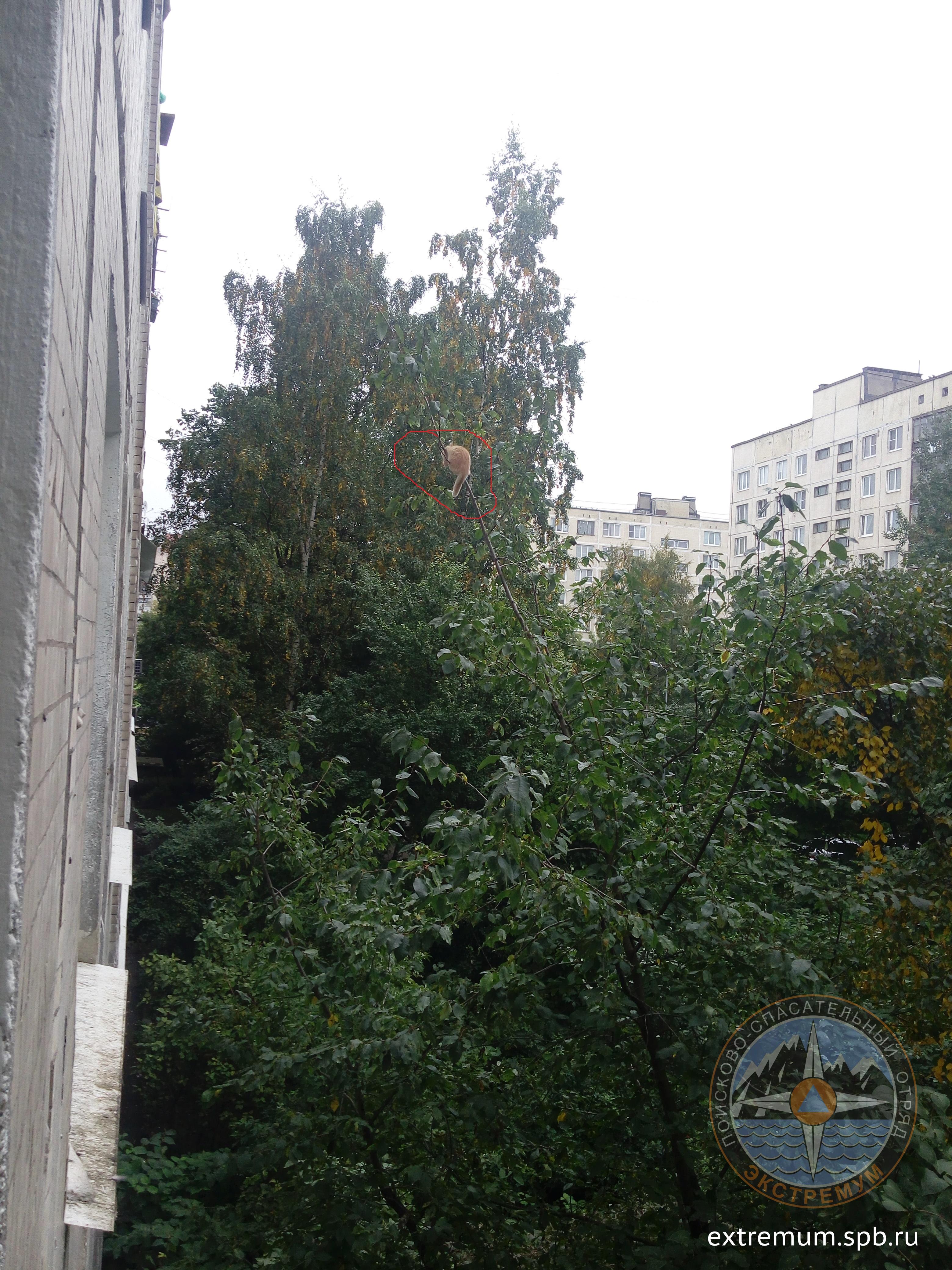 купчинская 2.jpg