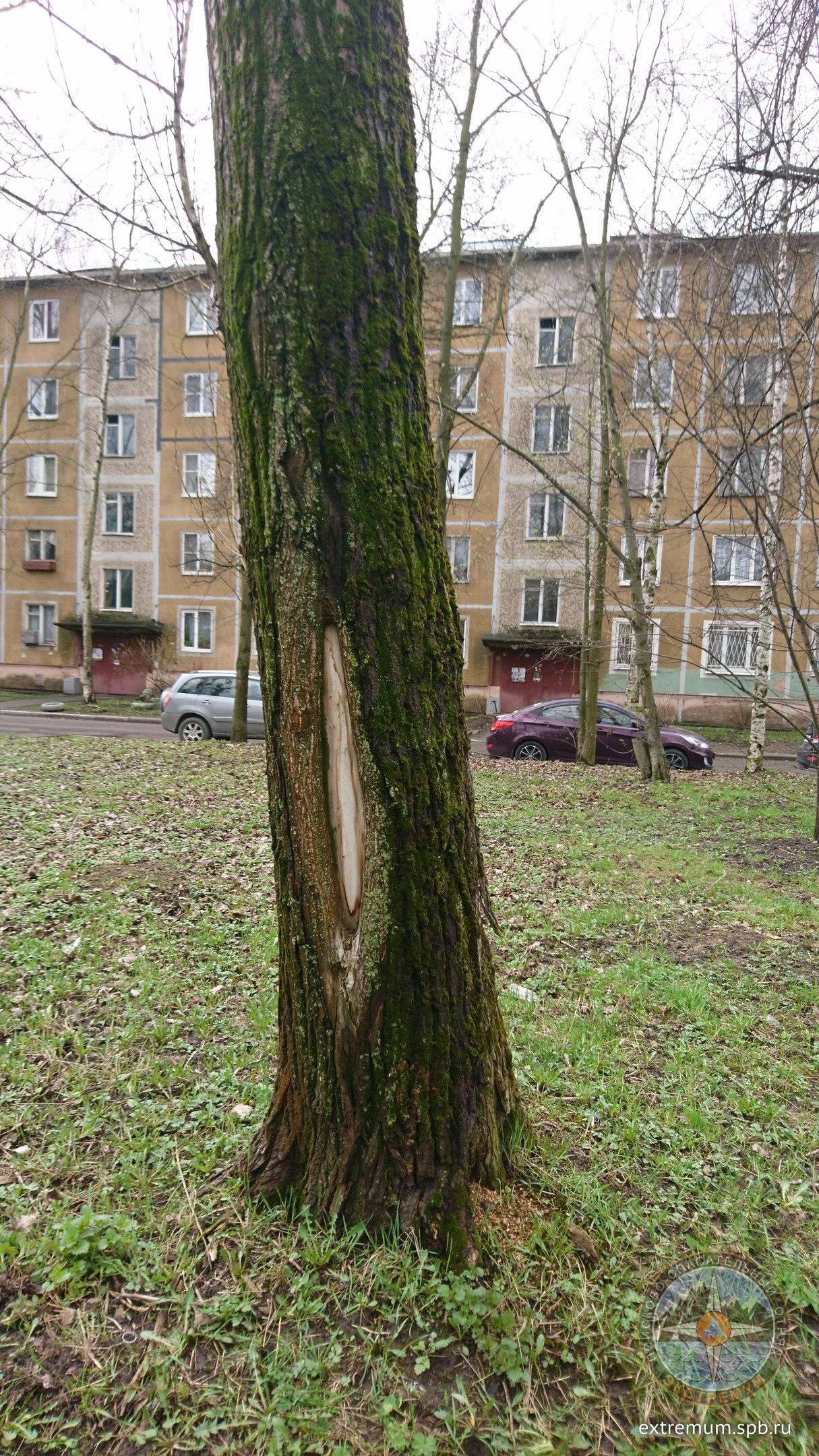 ТОПОЛЬ3.jpg