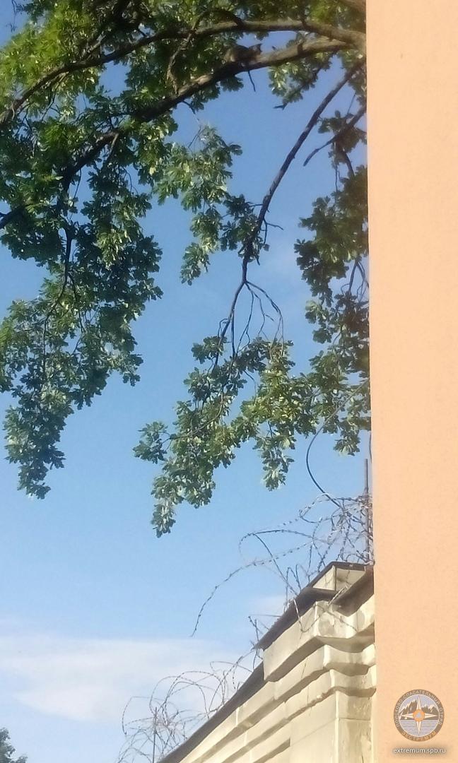 котэ 2.jpg