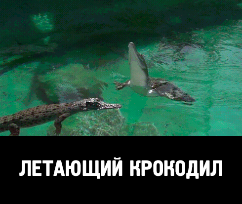 1a5abad5f70500d39f3c4670d3750d79d482dfa46a1bda6b568da6db4e6daf41_1.gif