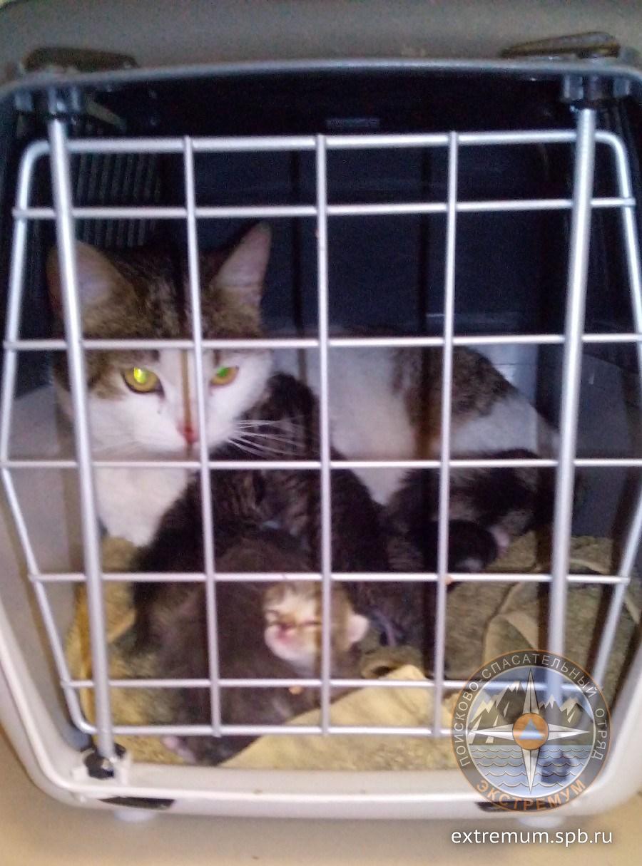 23.03.19. Котята под плитой, пр.Луначарского.jpg