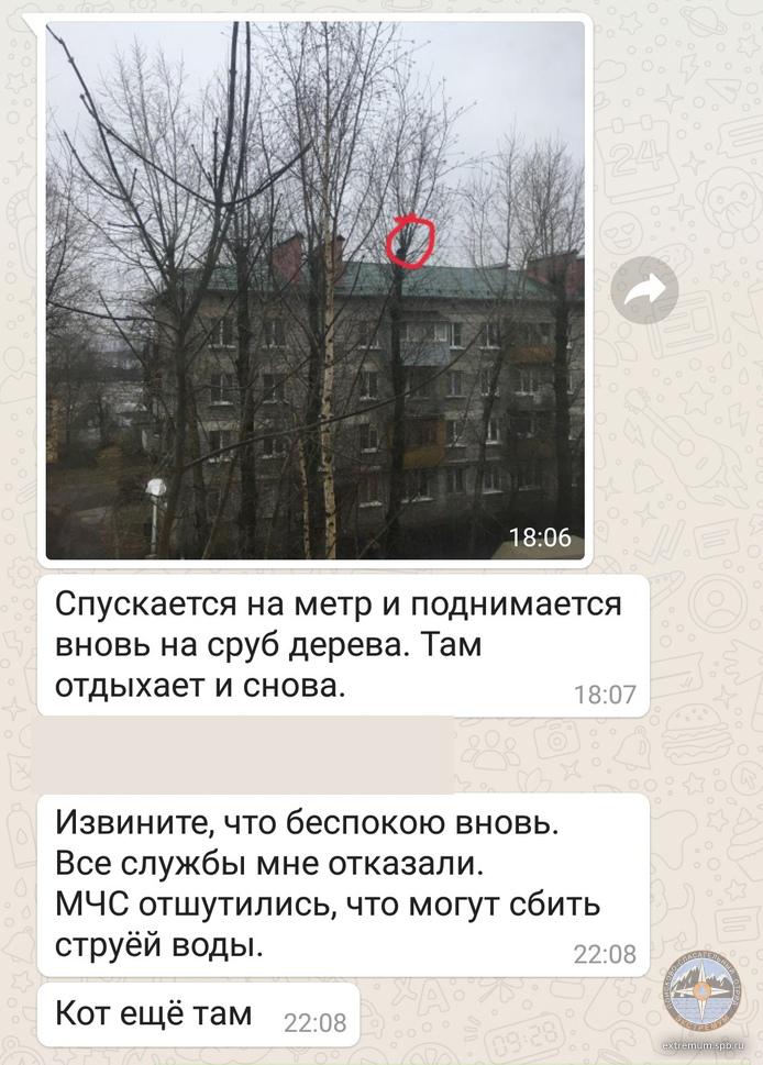 кот.jpg