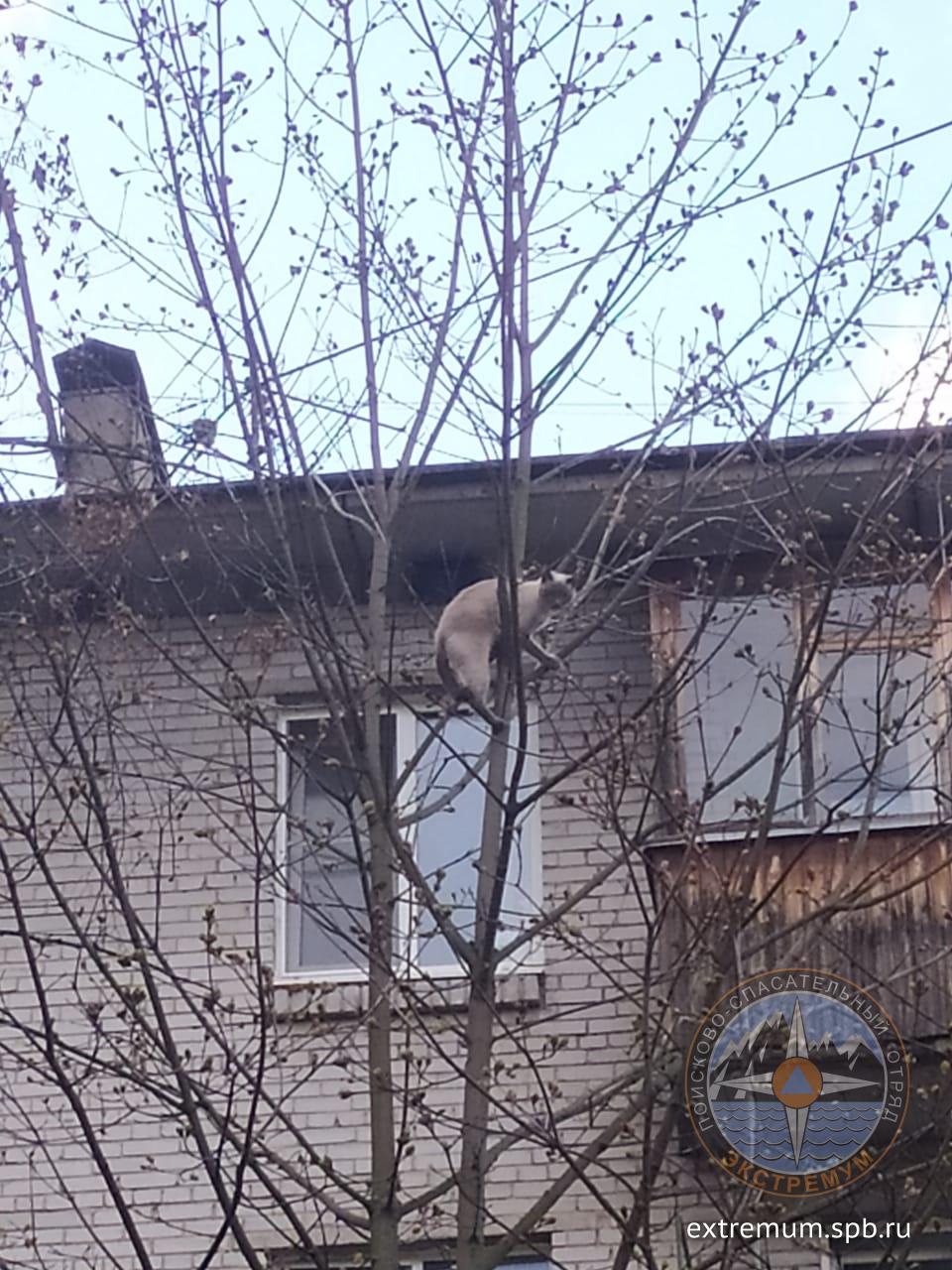 Пушкин.jpg